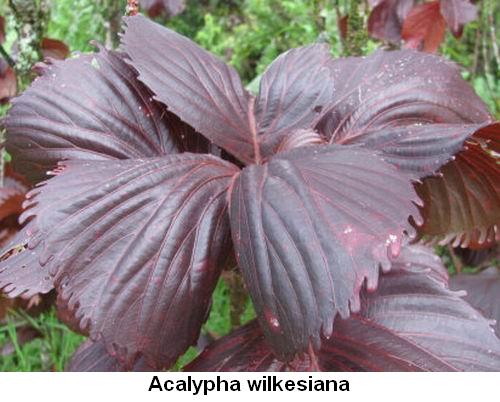 Acalypha wilkesiana.jpg